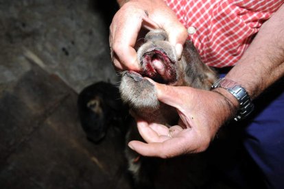 La lengua azul afecta a rumiantes, sobre todo ovejas, pero también a otros tanto domésticos como silvestres. javier