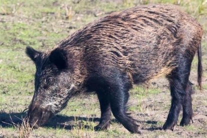 Animales como el jabalí son portadores de triquina. DL