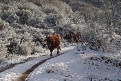 Un rebaño de vacas baja a la cabaña ganadera en previsión de la llegada del temporal. ARAUJO