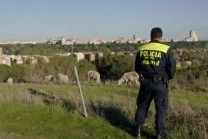 Las ovejas llevan una semana en la Casa de Campo a la espera de la Fiesta de la Trashumancia