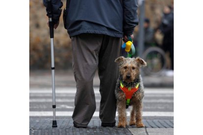 Un perro espera junto a su amo, en el paso de cebra de la Plaza del Espolón. FERNANDO OTERO