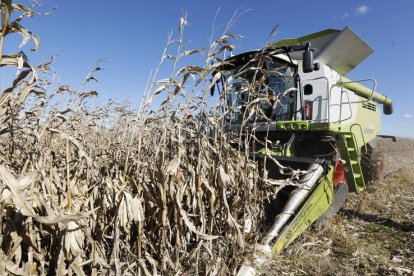 León, principal productora de cereal en España, es una de las provincias más afectadas. MARCIANO PÉREZ