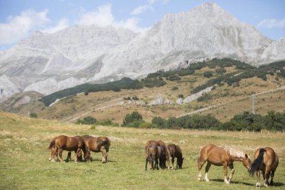 Feria del caballo Hispano Breton en San Emiliano. F. Otero Perandones.