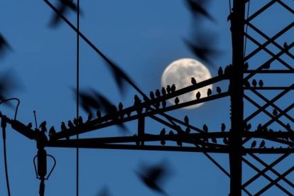 Docenas de estorninos permanecen posados en una torreta de alta tensión. ELOY ALONSO