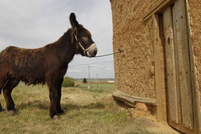 Ejemplar de burro zamorano-leonés. JESÚS F. SALVADORES