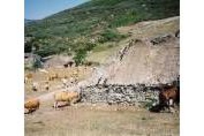 Las pallozas salpican, entre vacas y construcciones, Campo del Agua