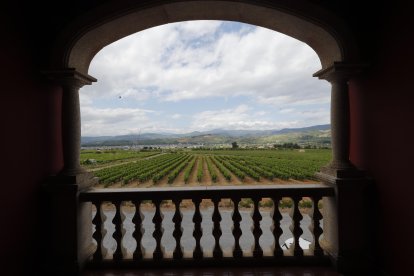 Vista del viñedo de la Bodega Ribas del Cúa y del paisaje de la zona en la que se ha proyectado la planta solar. L. DE LA MATA