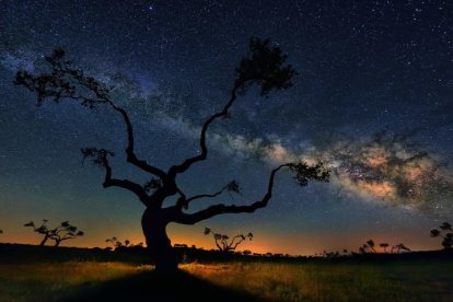 La silueta de un roble contra un cielo en el que puede apreciarse claramente la Vía Láctea.