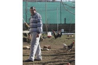 Tomás Gil, junto a sus gallos de pluma en la granja de La Cándana