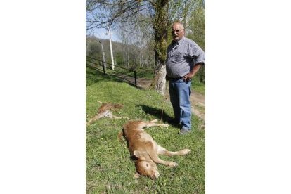 El ganadero enseña los terneros atacados por los lobos.