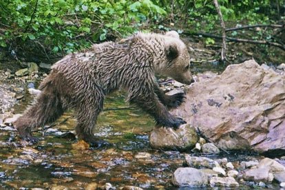 Una osezna reintroducida hace unos años en la naturaleza en la zona de Somiedo