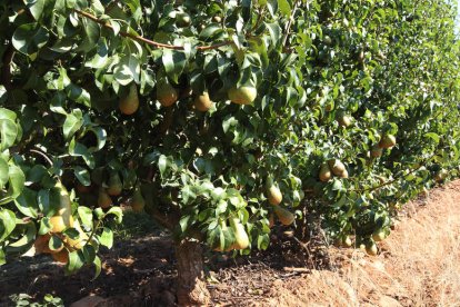 Frutales del Bierzo, en una imagen de archivo. ANA F. BARREDO