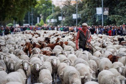 Fiesta trashumante por las calles de Madrid. BENITO ORDÓÑEZ