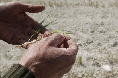 El campo está en una situación límite por la ausencia total de precipitaciones. morell