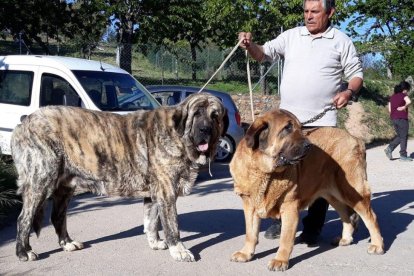 La espectacularidad de los mastines siempre atrae