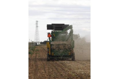 Un agricultor trillando alubias en la comarca del Páramo hace unos días. MARCIANO PÉREZ