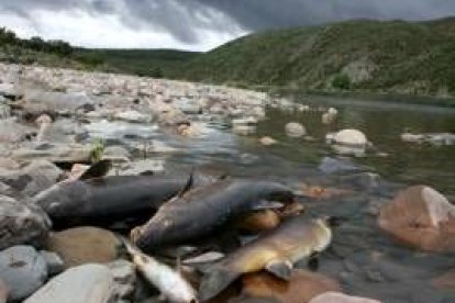 Un buen número de peces muertos yacen en la ribera contaminada