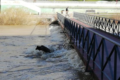 Un tramo del Bernesga a su paso por León este mediodía