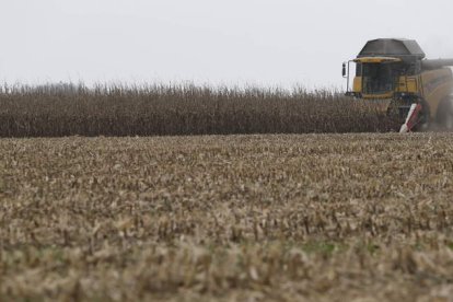 Entre los cultivos que se sembrarán en los terrenos de barbecho destaca el maíz —en la imagen—, el girasol y la remolacha. JESÚS F. SALVADORES