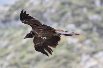 Uno de los quebrantahuesos liberados en Picos de Europa