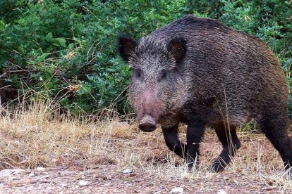 La temporada de caza de jabalí levanta el domingo el telón en la provincia leonesa. DL