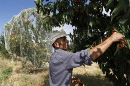 José Alonso en la finca de Villoria de Órbigo. Los cerezos, protegidos para evitar los pájaros..