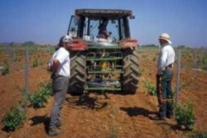 Dos operarios trabajan con un tractor en las viñas plantadas en calle de la cooperativa