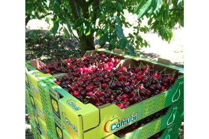 Alguna de la cereza que ha entrado este año en Cofrubi. DL