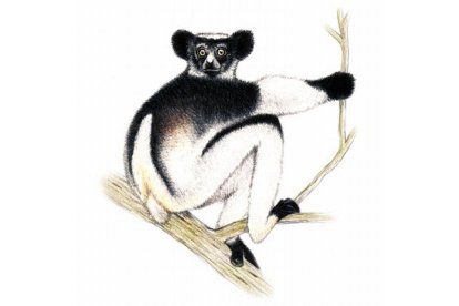 Indri (Indri indri). Es el mayor lémur que se puede encontrar actualmente en Madagascar (de 7 a 10 kilos). Se alimenta de hojas y frutos. Población desconocida, pero se estima que se ha reducido un 40% en los últimos 36 años.