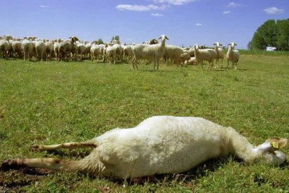 De las 347 cabezas de ganado atacadas por el lobo en León durante 2021 un total de 193 eran de ganado mayor y 154 de ganado menor. DL