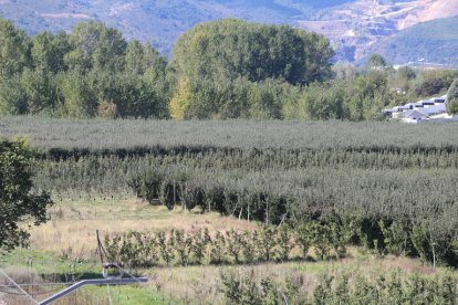 En la actualidad existen 100 hectáreas de Reineta y la previsión es ampliar un 50%. L. DE LA MATA