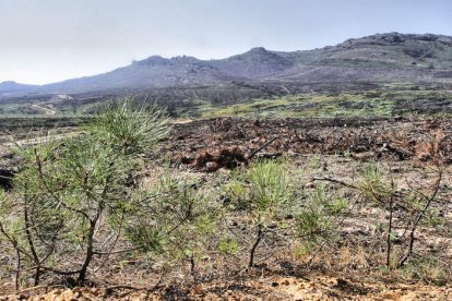 Paraje afectado por el incendio de Castrocontrigo, en agosto de 2012. BRUNO MORENO