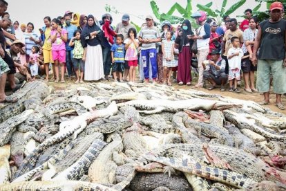 Residentes locales observan una montaña de cadáveres de cocodrilos en una granja de cria en Sorong, Indonesia.  /