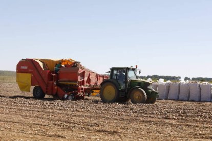 Un instante de la recolección de cebolla, el pasado mes de septiembre. MARCIANO PÉREZ