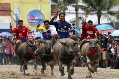 Jockeys tailandeses montan búfalos durante una tradicional carrera de cien metros.