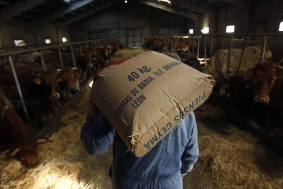 Un ganadero de la provincia se dispone a echar pienso para sus vacas. JESÚS F. SALVADORES