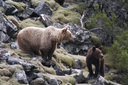 Dos ejemplares de oso. FUNDACIÓN OSO PARDO