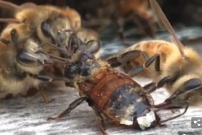 Unas abejas limpian las alas de una compañera que cayó a un depósito de miel.