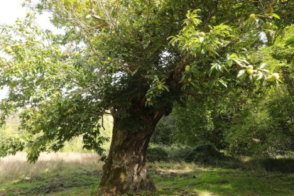 Castaños en el Valle del Silencio y nogales en Turienzo de los Caballeros, dos de las cientos de rutas que hay por la provincia de León para disfrutar de la naturaleza e identificar los distintos frutos silvestres al alcance de la mano en esta época del año en cualquier camino.                    