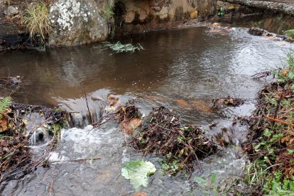 Imagen del agua contaminada en Luyego de Somoza. DL