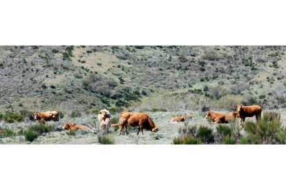 Un grupo de vacas pastando en la zona de Omaña, en la Montaña Occidental leonesa. MARCIANO PÉREZ