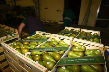 Pera conferencia almacenada en una cooperativa frutícola del Bierzo.