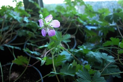 El geranium dolomiticum tiene una raíz muy potente de la que surgen cuatro o cinco flores.