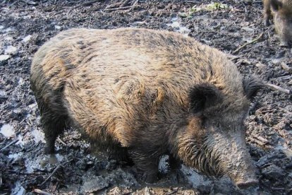 Imagen de un gran ejemplar de jabalí, mientras retoza en una charca de agua y barro. DL