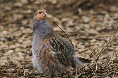 La perdiz pardilla fue especie cinegética en Castilla y León hasta la década de los noventa. PEDRO P. OLEA