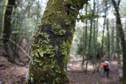 Una persona pasea en un bosque. JESÚS F. SALVADORES