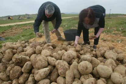 La patata se ha convertido en el cultivo más rentable en esta campaña. DL