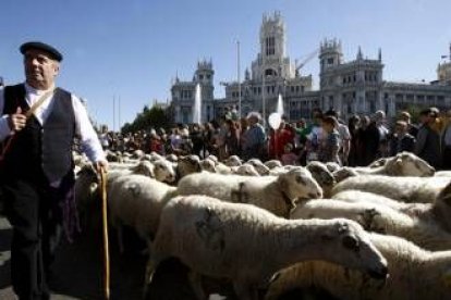 El rebaño de mil ovejas volvió a atravesar otro año más las calles de la capital de España