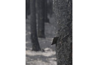 La madera que daba resina se deberá vender cuanto antes.