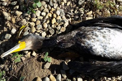 Cormorán grande abatido en la zona del bajo Esla.